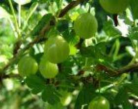 ����� фото