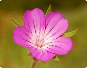 ����� фото