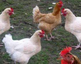 ���� �� ������ ������. ������ ���������� фото
