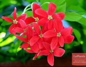 �������� ��������� (��������� ���������) фото