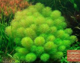 ���������� ������������� фото