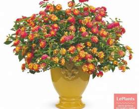 ������� фото