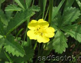 ������� ������� (potentilla reptans) фото