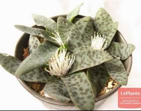 �������� фото