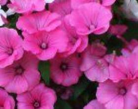 �������� (lavatera) фото
