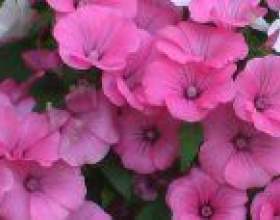 �������� фото