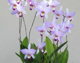 ���� фото