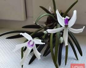 �������� фото
