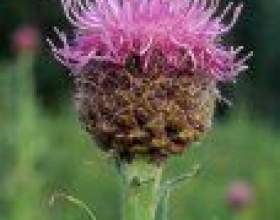 ������ ����� фото