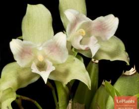 ˳����� ��������������������� (������ ���������) фото
