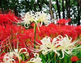 ˳���� � ������������ ������� фото