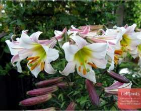 ˳�� ���������� (��� ���������) фото