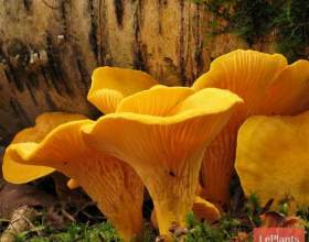 ������� �������� фото