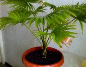 ��������� - ������� фото