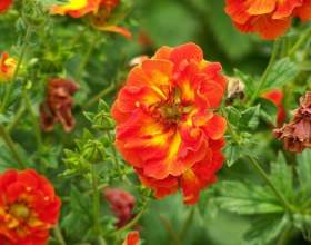 ���������� �������� - ������� фото