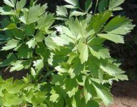 �������� (officinale) фото