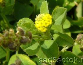 ������� ����������� (medicago lupulina) фото