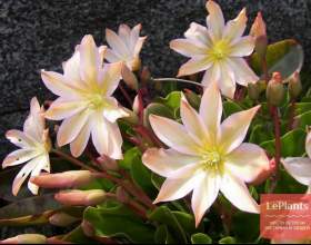 ����� ��� фото