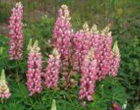 ����� (lupinus) фото