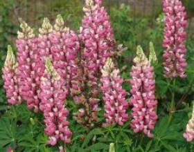 ����� - �������, ���� ��������� ����� фото