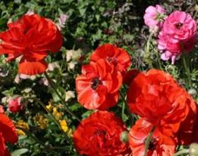 ����� ������� - �� �� ��� ���������? фото