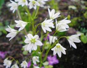 ����� � ���� фото