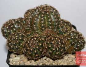 ������� ����������������� фото
