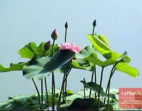 ����� фото