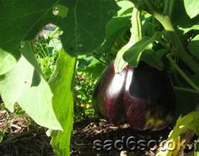����� ����� ���������� ��� ��������� ������ фото