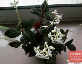 ����� ��������� (������ ���������) фото