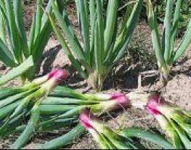 ���-����� (allium fistulosum) фото
