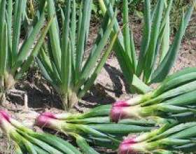 ���-�����: �������, ������, ����������� фото