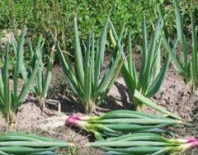 ���-�����: �����������, ������� фото