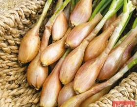 ���-����� фото