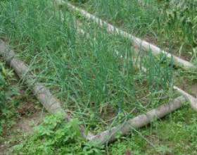���: ������� ������ ��������� ������� �� фото