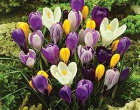 �������� ���� - �������� ������ ���� фото