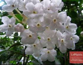 ����� ������������� фото