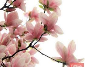 ������� фото