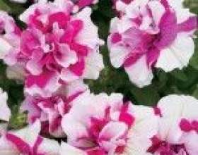 ������ ������� �� �����, ���� ����� фото