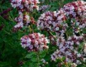������� ��������� � ������������ фото