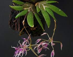 ����������� фото