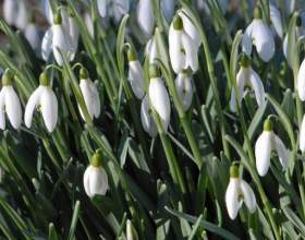 ���� ������ ��������, � ���� ������ фото