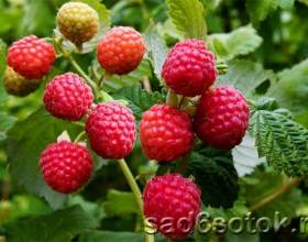������ - �������, ����������� � ������ фото