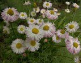 ���������� (bellis) фото