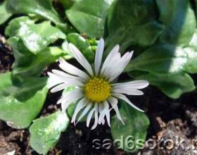���������� ���������� (bellis perennis) фото