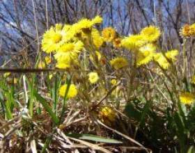 ����-�-������ - �������� �������� фото