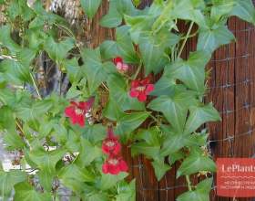 �������� ���������������� (��������� ������� ��) фото