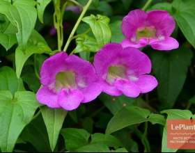 �������� ������� (������������ ������) фото