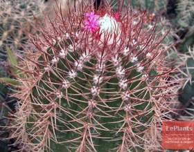 ���������� ������� фото