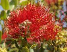 �����������: ������, ����������� фото